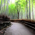 BucketList + Bamboo Forrest Japan = ✓