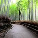 BucketList + Bamboo Forrest Japan = ✓
