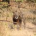 BucketList + Hear A Lion Roar = ✓