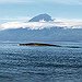 BucketList + See A Blue Whale = ✓