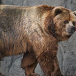 BucketList + Photograph Bears At Brooks Camp ... = ✓