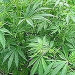 BucketList + Try Marijuana :-O = ✓