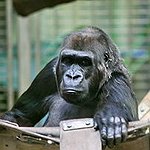 BucketList + Gorilla Trekking In Africa (Uganda/Rwanda) = ✓