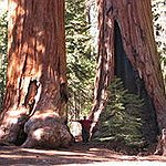 BucketList + See The Giant Sequoias = ✓