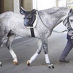 BucketList + Get A English Riding Equipment = ✓