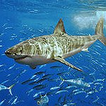 BucketList + Go Shark Diving = ✓