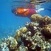 BucketList + Snorkel The Barrier Reef = ✓