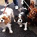 BucketList + Get A Dog And Name ... = ✓