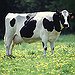 BucketList + Milk A Cow = ✓