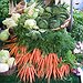 BucketList + Plant A Vegetable Garden = ✓