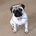 BucketList + Play With 20 Pug Puppies ... = ✓