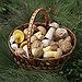 BucketList + Go Foraging = ✓