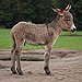 BucketList + Sponsor A Donkey In Memory ... = ✓
