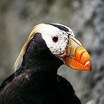 BucketList + See Puffins = ✓