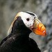 BucketList + See Puffins = ✓