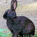 BucketList + Get A Mysteryious Bunny = ✓