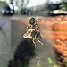 BucketList + Hold A Trantula = ✓