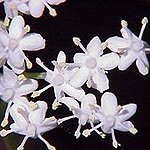 BucketList + Try Elderflower Wine = ✓