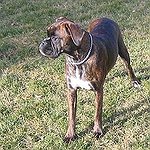 BucketList + Rescue A Dog = ✓