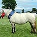 BucketList + Ride A Pony = ✓