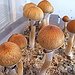 BucketList + Do Mushrooms = ✓
