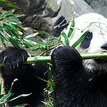 BucketList + See Pandas In The Wild = ✓
