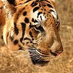 BucketList + Pet A Fully Grown Tiger = ✓