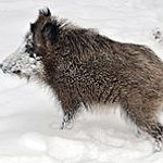 BucketList + Start A Varmint Control Company ... = ✓