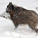 BucketList + Start A Varmint Control Company ... = ✓