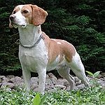 BucketList + Own A Dog = ✓