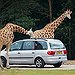 BucketList + Go To Safari In South ... = ✓