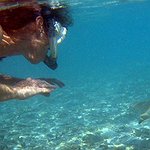 BucketList + Swim With Sharks (In A ... = ✓