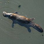 BucketList + Go Platypus Spotting = ✓