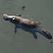 BucketList + Go Platypus Spotting = ✓