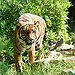 BucketList + Visit The Bronx Zoo = ✓