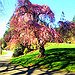 BucketList + See Cherry Blossoms In Washington ... = ✓