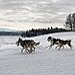 BucketList + Go Dogsledding = ✓