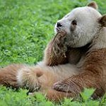 BucketList + See A Panda In The ... = ✓