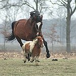 BucketList + See Horses In The New ... = ✓