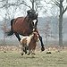 BucketList + See Horses In The New ... = ✓