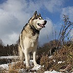 BucketList + Have A Dog = ✓