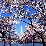 BucketList + Go To Japan To See ... = ✓