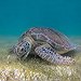 BucketList + Do Turtle Conservation = ✓
