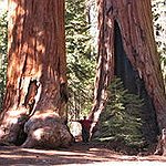 BucketList + Visit The Sequoia National Park = ✓