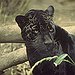 BucketList + Have A Pet Jaguar = ✓