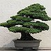 BucketList + Grow A Bonsai Tree = ✓