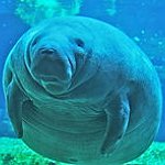 BucketList + Swim With Manatees In Crystal ... = ✓