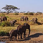 BucketList + Africa: Safari In The Serengeti, ... = ✓