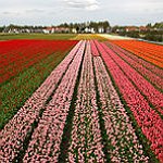BucketList + Europe - Netherlands: Experience Tulip ... = ✓