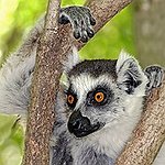 BucketList + Hold A Ring Tailed Lemur = ✓